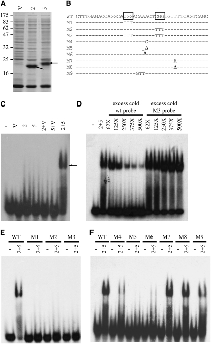 Figure 4.—