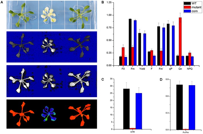 FIGURE 4