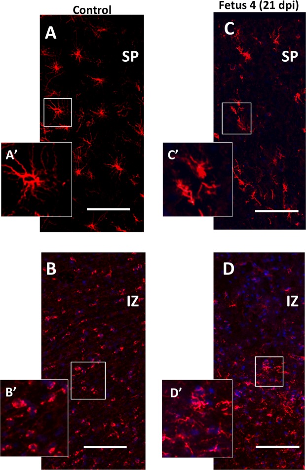 Fig 6