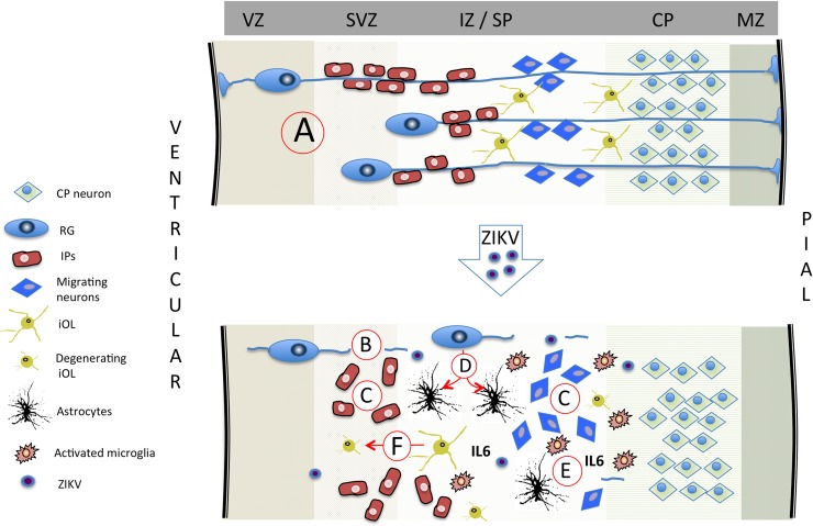 Fig 13