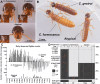 Coptotermes alate morphology, phenology and genotype.
