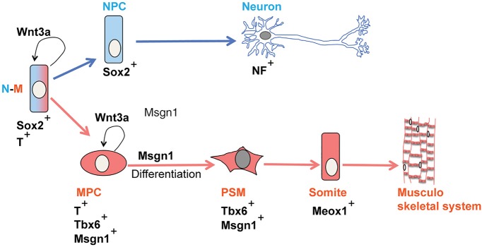 Fig. 9.