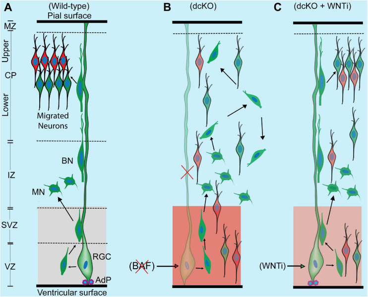 FIGURE 6