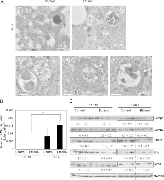 Fig. 7