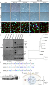 Fig 3