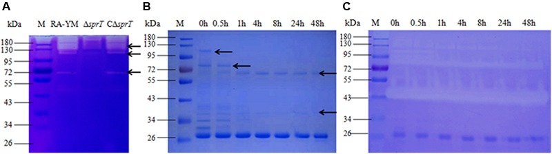 FIGURE 3