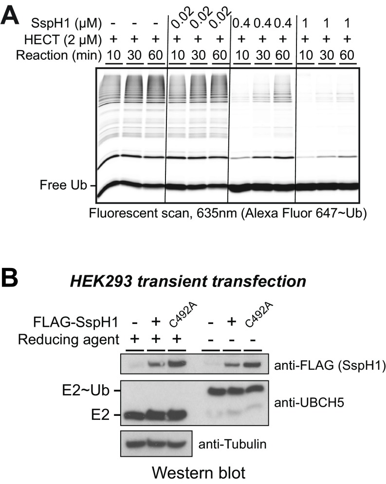 Fig. S6.