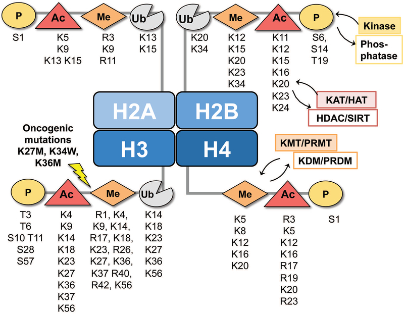 Figure 4: