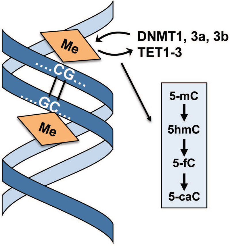 Figure 5: