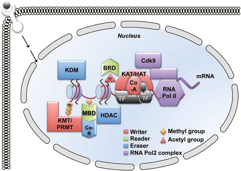 Figure 1: