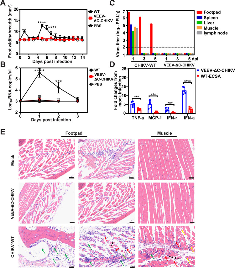 FIG 6