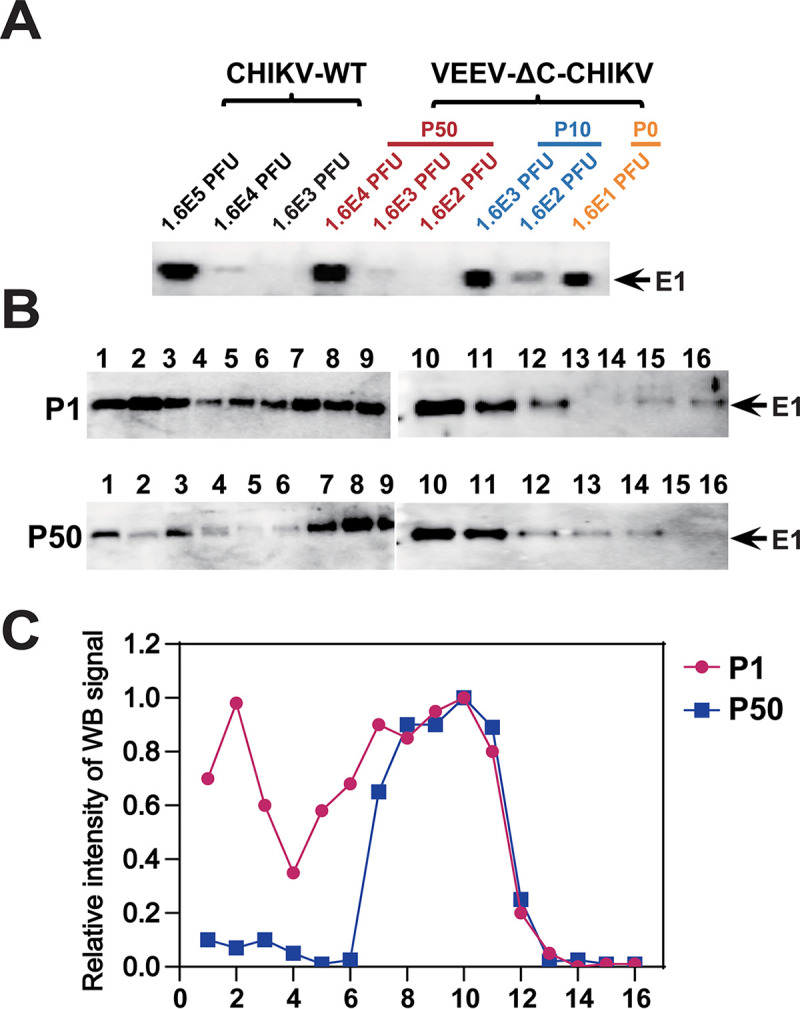 FIG 3