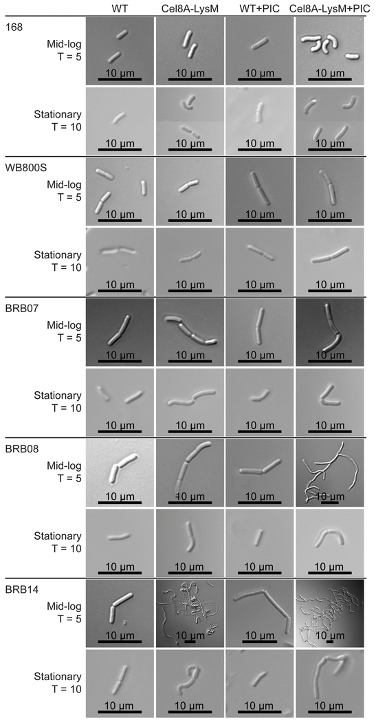 Figure 4: