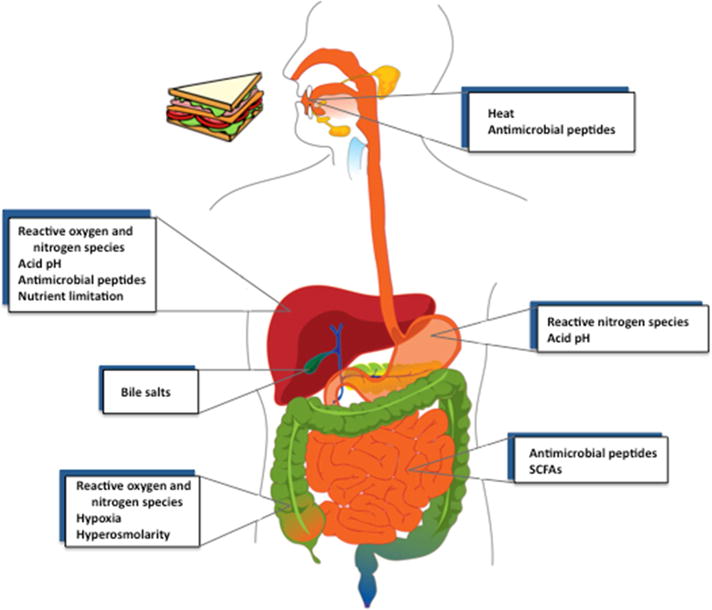 Bacterial Stress Responses during Host Infection - PMC