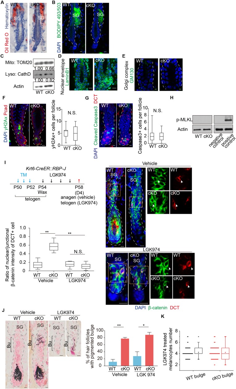 Figure 3—figure supplement 2.