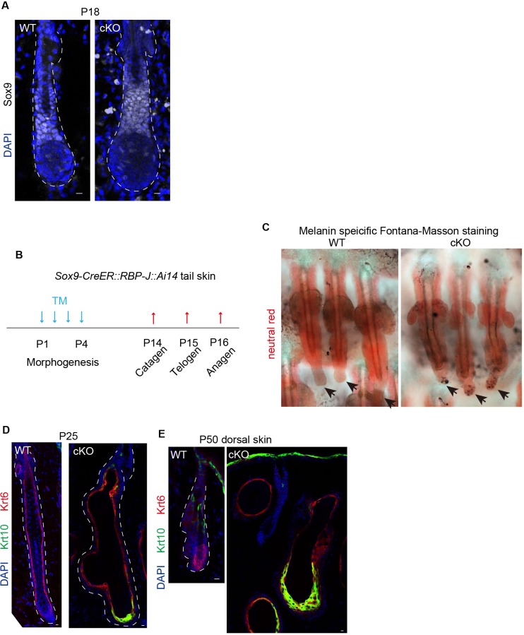 Figure 1—figure supplement 1.