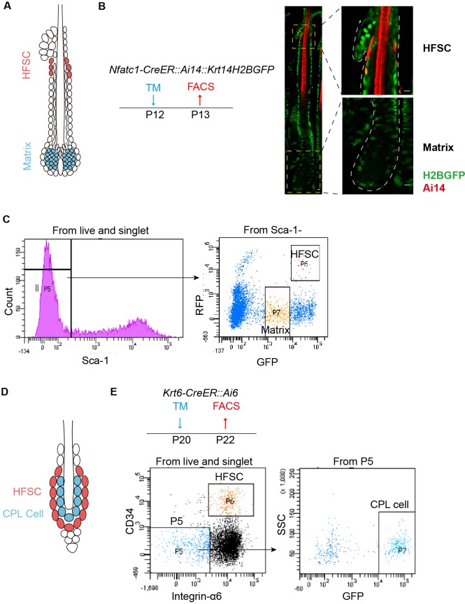 Figure 3—figure supplement 1.