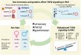 Graphical Abstract
