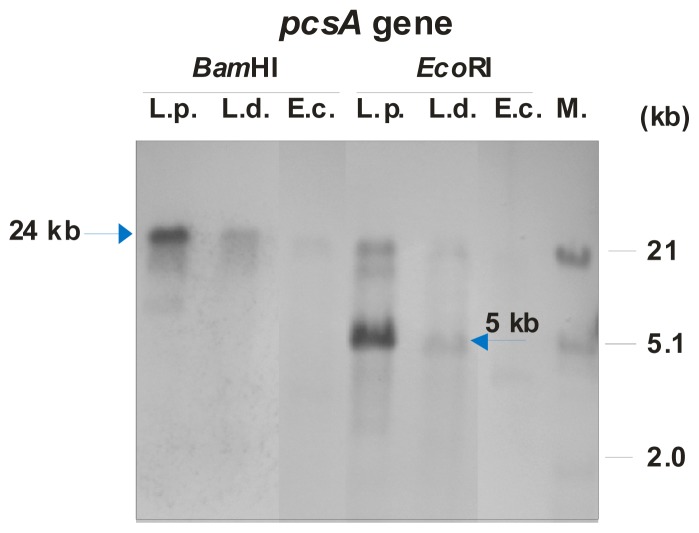 Figure 7.