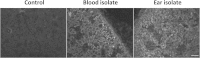 FIG 5