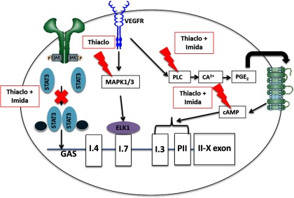 Conceptual diagram showing signaling pathways.