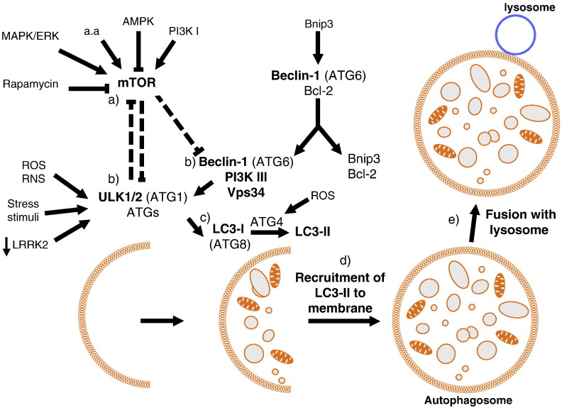 Fig. 1