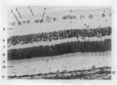 Fig. 47.