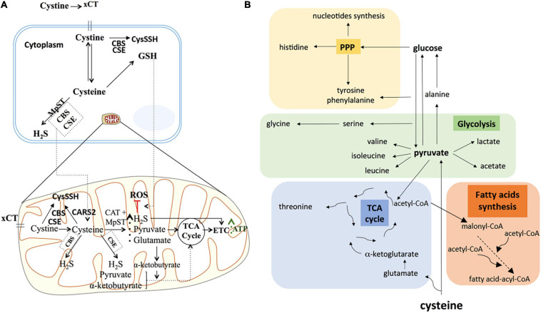 FIGURE 7