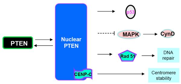 Fig. (3)