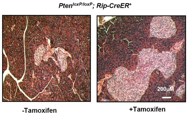 Fig. (6)