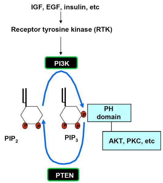 Fig. (1)