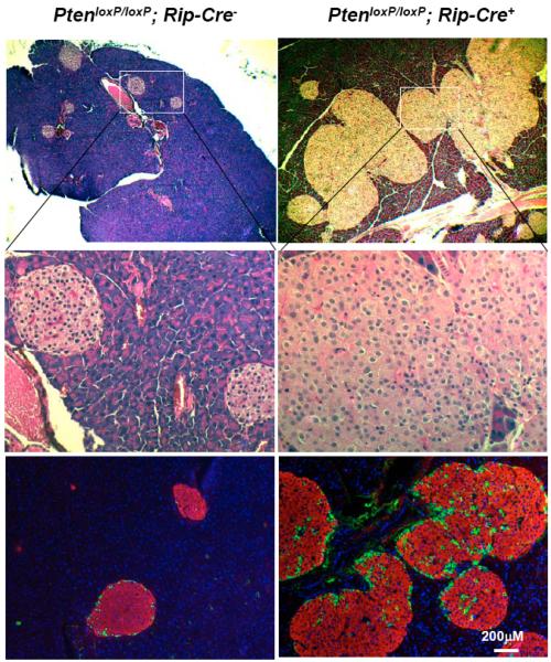 Fig. (7)