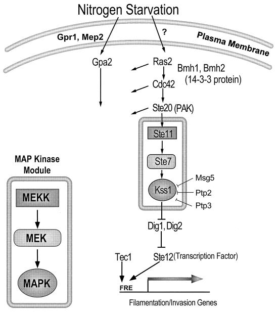 FIG. 3