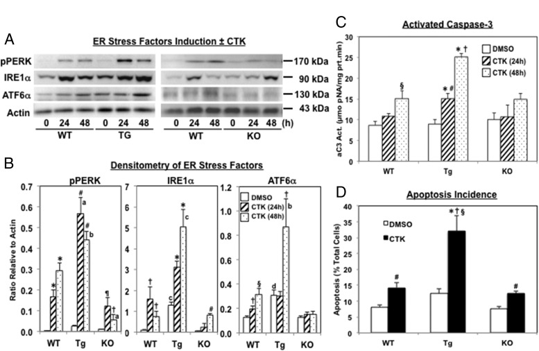 Evidence of Contribution of iPLA2β-Mediated Events During Islet β-Cell ...