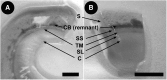 <b>FIG. 1.</b>