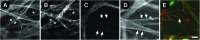 <b>FIG. 6.</b>