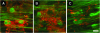 <b>FIG. 8.</b>