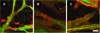 <b>FIG. 9.</b>