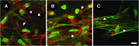<b>FIG. 10.</b>