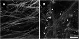 <b>FIG. 2.</b>