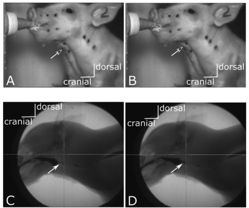 Figure 1: