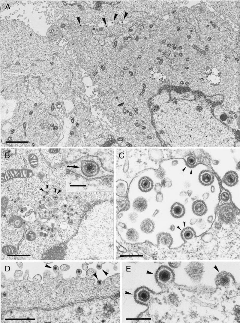 FIG. 8