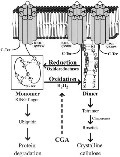 Fig 7.