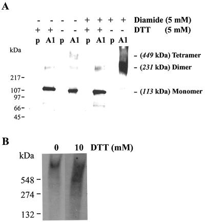 Fig 5.