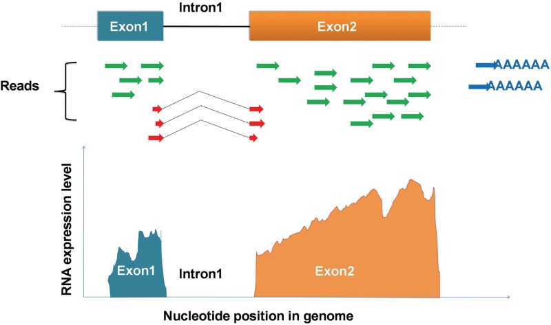 FIG. 2.