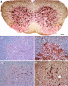 Fig. 2.