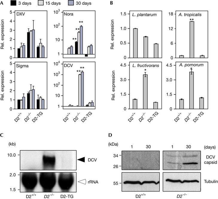 Efficient RNA virus control in Drosophila requires the RNA ...