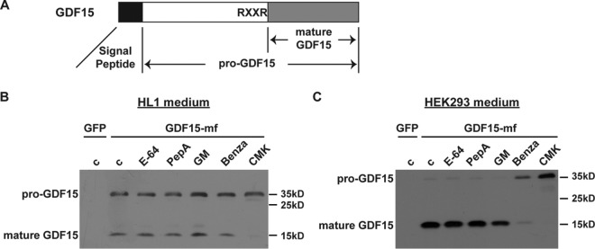 FIG 1