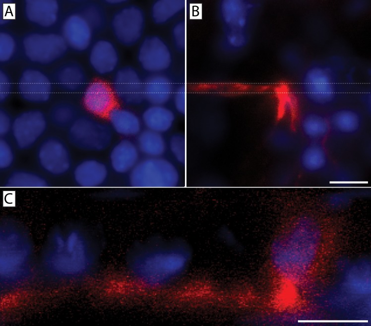 Fig 12