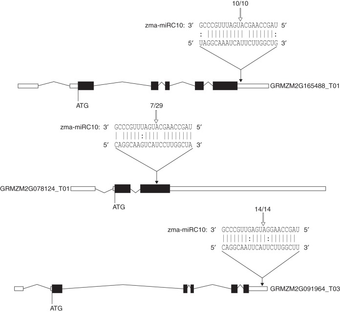 Fig. 3.